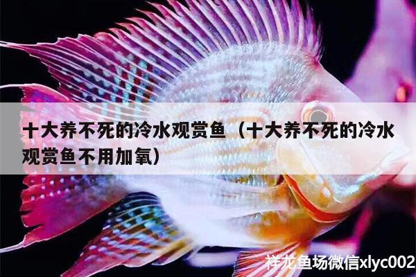 十大養(yǎng)不死的冷水觀賞魚（十大養(yǎng)不死的冷水觀賞魚不用加氧） BD魟魚