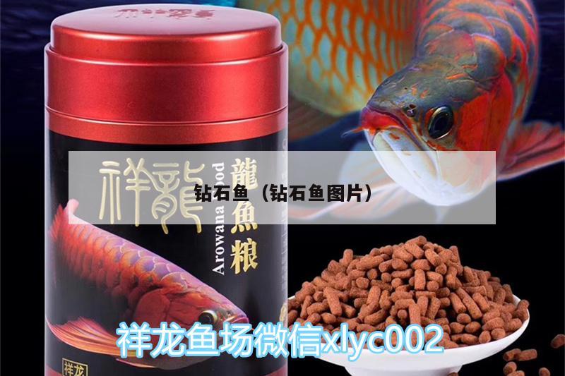 鉆石魚（鉆石魚圖片） 大嘴鯨魚 第1張