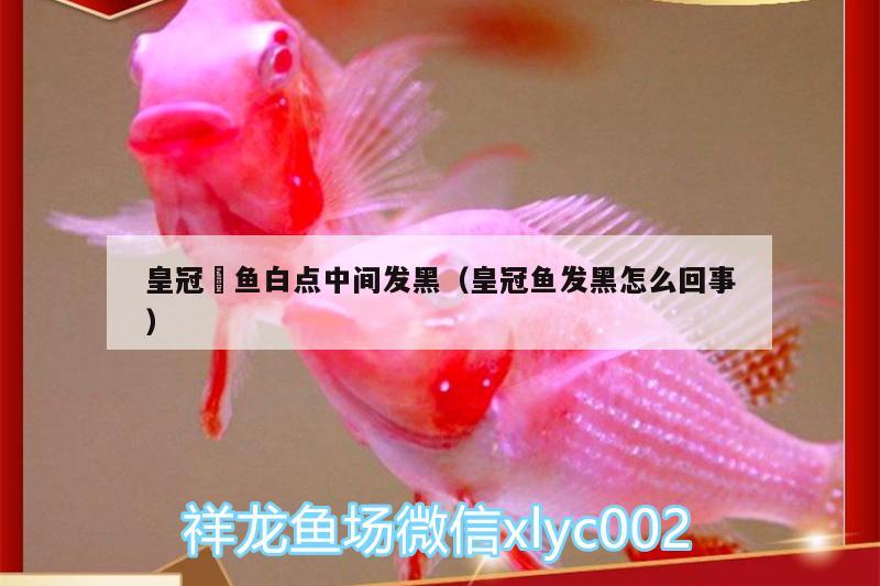 皇冠魟魚白點中間發(fā)黑（皇冠魚發(fā)黑怎么回事） 財神鸚鵡魚 第1張