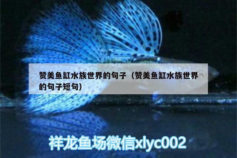 贊美魚(yú)缸水族世界的句子（贊美魚(yú)缸水族世界的句子短句）