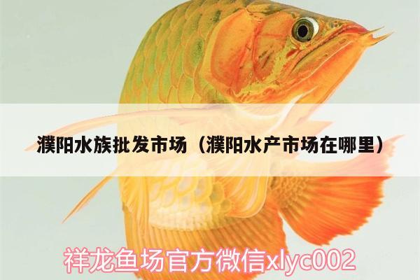 濮陽(yáng)水族批發(fā)市場(chǎng)（濮陽(yáng)水產(chǎn)市場(chǎng)在哪里）