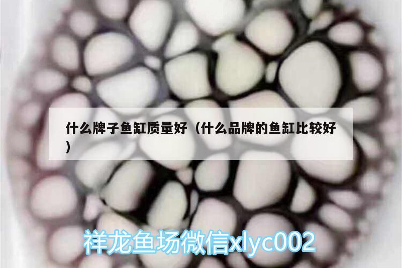 什么牌子魚缸質(zhì)量好（什么品牌的魚缸比較好） 豹紋夫魚苗