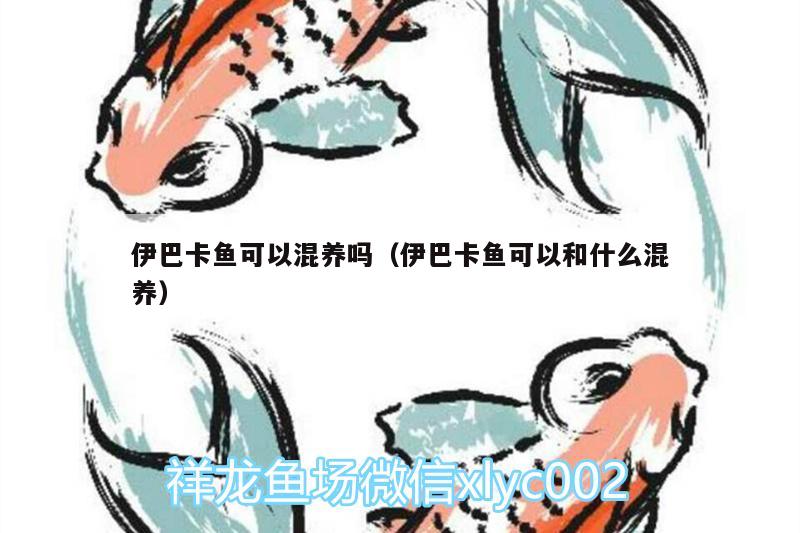 伊巴卡魚可以混養(yǎng)嗎（伊巴卡魚可以和什么混養(yǎng)） 伊巴卡魚 第2張