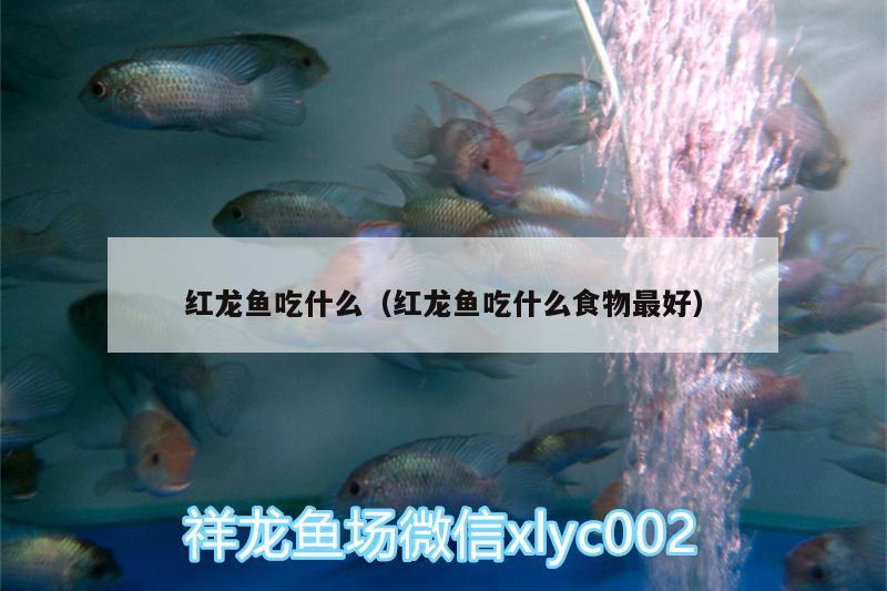 紅龍魚吃什么（紅龍魚吃什么食物最好）