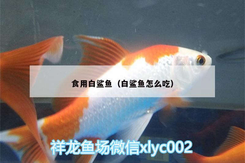 食用白鯊魚（白鯊魚怎么吃）