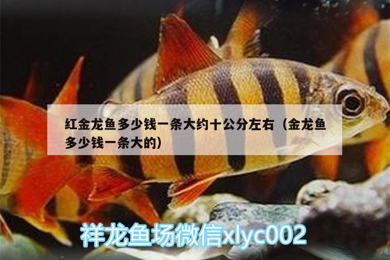 紅金龍魚多少錢一條大約十公分左右（金龍魚多少錢一條大的） 祥龍赫舞紅龍魚