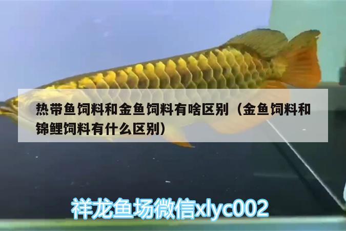 熱帶魚(yú)飼料和金魚(yú)飼料有啥區(qū)別（金魚(yú)飼料和錦鯉飼料有什么區(qū)別） 皇冠黑白魟魚(yú) 第3張