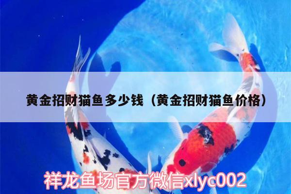 黃金招財貓魚多少錢（黃金招財貓魚價格） 黃金招財貓魚 第2張