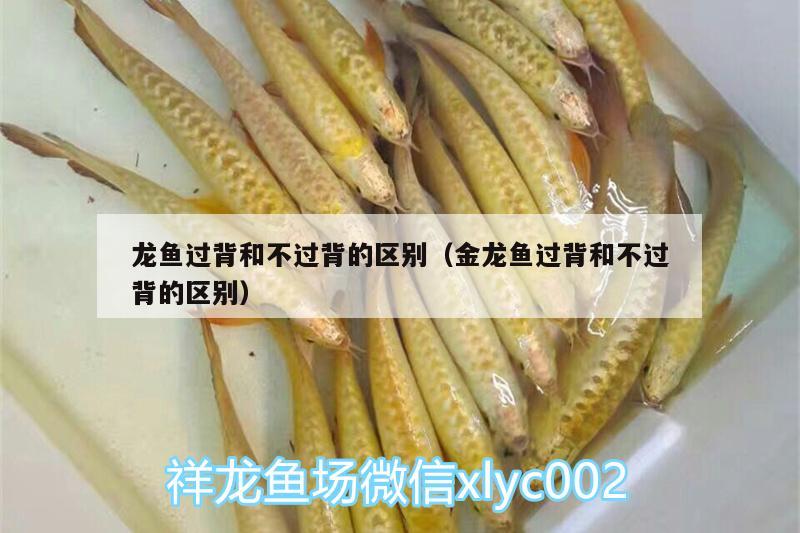 龍魚過背和不過背的區(qū)別（金龍魚過背和不過背的區(qū)別） 麥肯斯銀版魚 第2張