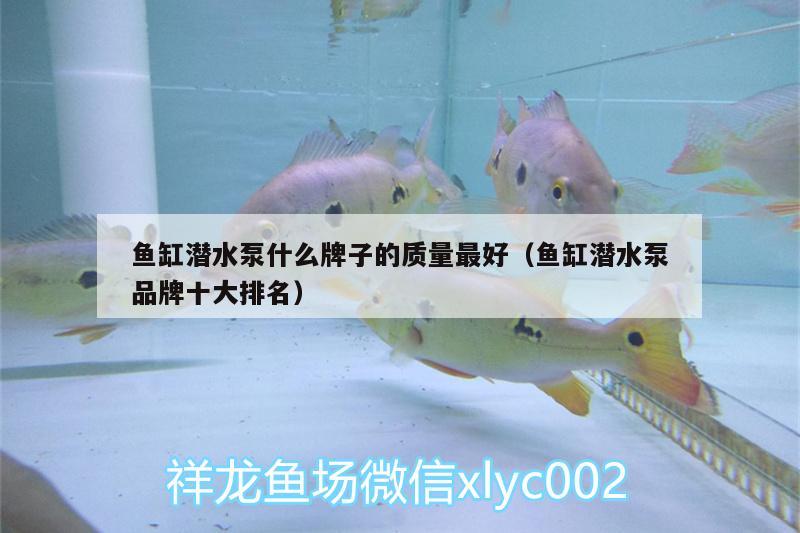 魚缸潛水泵什么牌子的質(zhì)量最好（魚缸潛水泵品牌十大排名） 七彩神仙魚 第2張