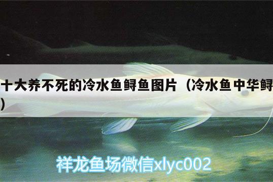 十大養(yǎng)不死的冷水魚鱘魚圖片（冷水魚中華鱘） 新加坡號半紅龍魚（練手級紅龍魚）