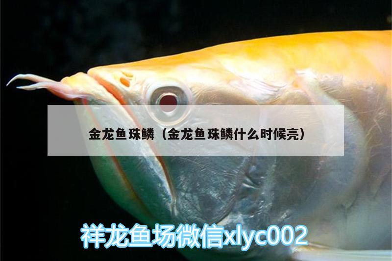 金龍魚珠鱗（金龍魚珠鱗什么時(shí)候亮）