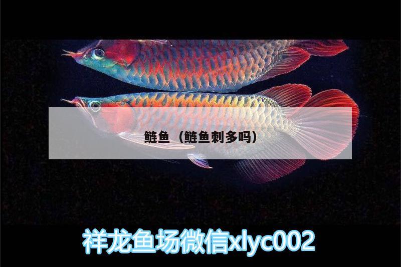 鰱魚（鰱魚刺多嗎） 帝王迷宮魚 第1張