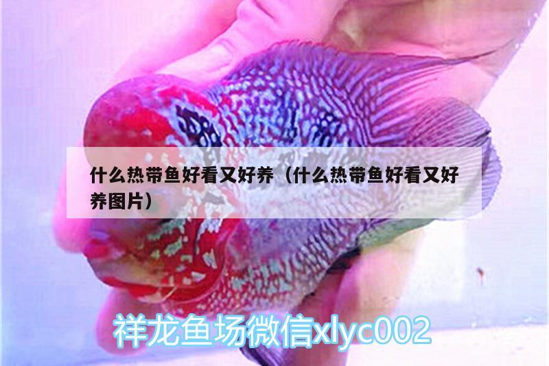 什么熱帶魚好看又好養(yǎng)（什么熱帶魚好看又好養(yǎng)圖片） 魚缸凈水劑