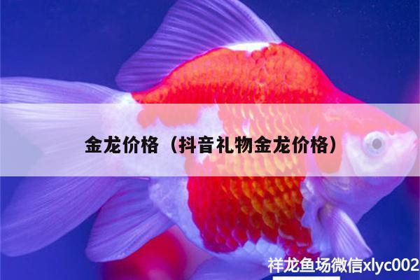 金龍價格（抖音禮物金龍價格）