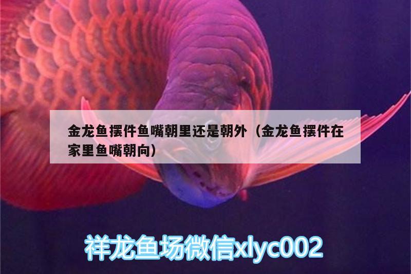 金龍魚擺件魚嘴朝里還是朝外（金龍魚擺件在家里魚嘴朝向）