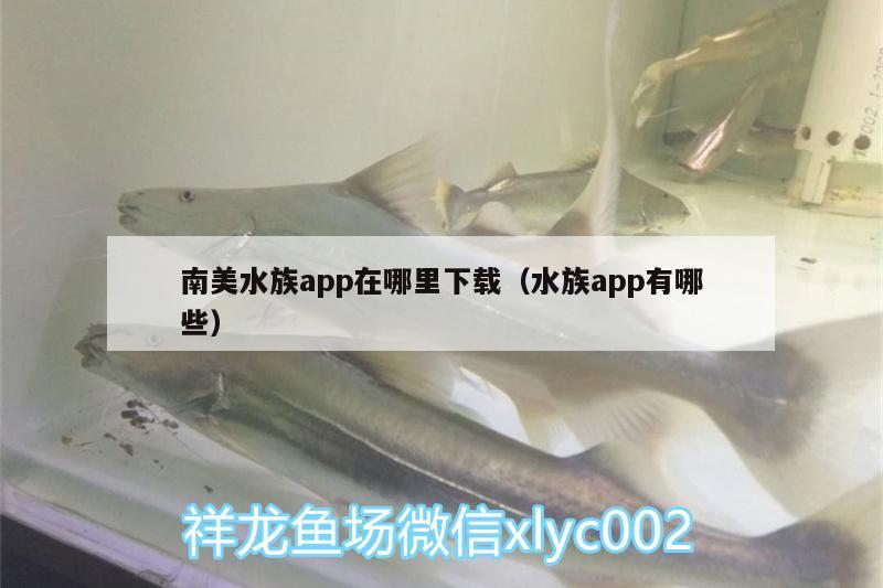 南美水族app在哪里下載（水族app有哪些）