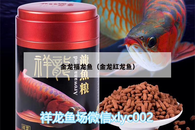 金龍福龍魚(yú)（金龍紅龍魚(yú)） 金龍福龍魚(yú) 第3張