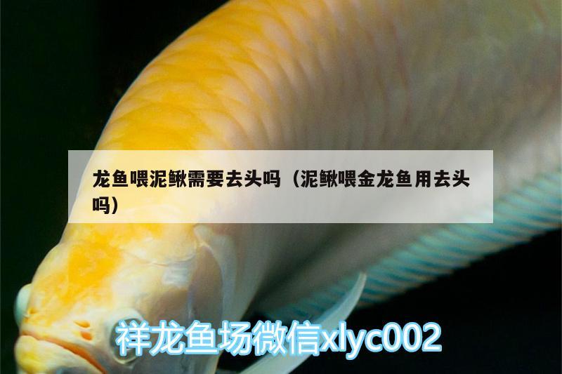 龍魚喂泥鰍需要去頭嗎（泥鰍喂金龍魚用去頭嗎） 祥龍龍魚專用水族燈 第1張