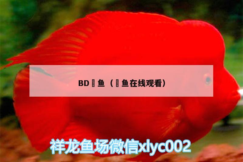 BD魟魚（鬦魚在線觀看） BD魟魚 第2張