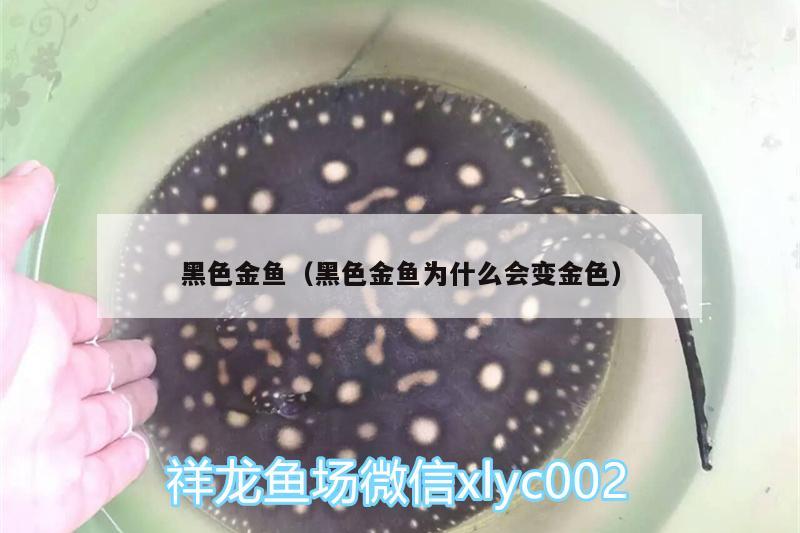 黑色金魚（黑色金魚為什么會(huì)變金色）