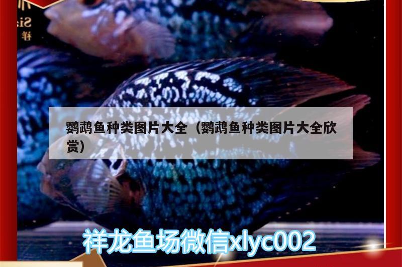 鸚鵡魚種類圖片大全（鸚鵡魚種類圖片大全欣賞） 鸚鵡魚 第2張