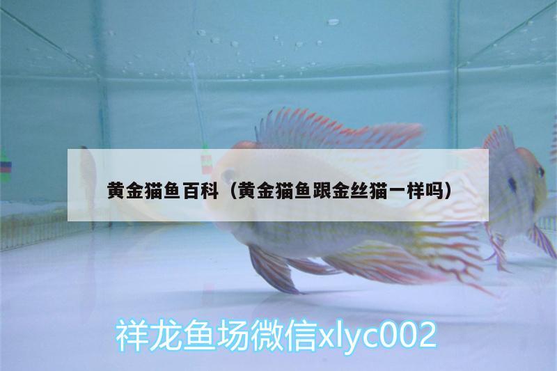 黃金貓魚百科（黃金貓魚跟金絲貓一樣嗎） 黃金貓魚 第3張