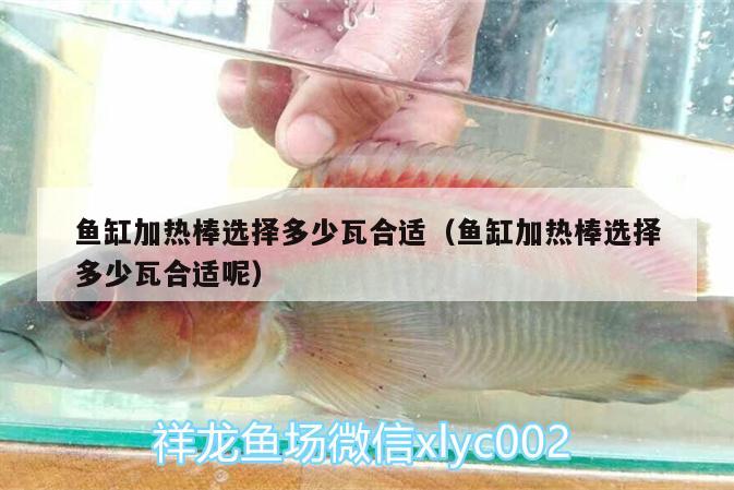 魚缸加熱棒選擇多少瓦合適（魚缸加熱棒選擇多少瓦合適呢） 魚缸凈水劑