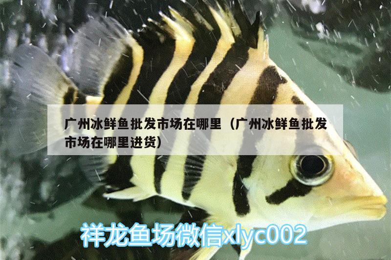 廣州冰鮮魚批發(fā)市場在哪里（廣州冰鮮魚批發(fā)市場在哪里進貨） 過背金龍魚 第1張