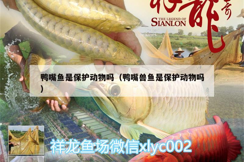 鴨嘴魚是保護(hù)動(dòng)物嗎（鴨嘴獸魚是保護(hù)動(dòng)物嗎） 黑白雙星魚 第1張