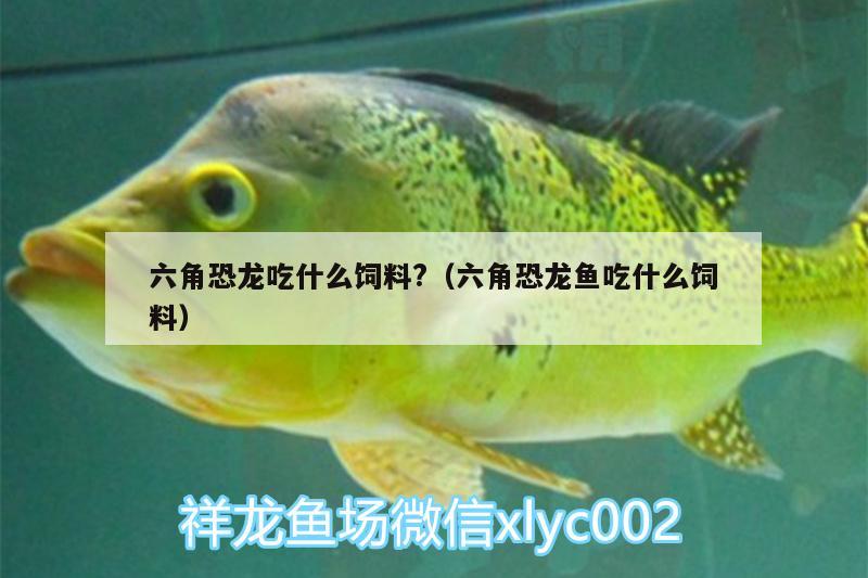 六角恐龍吃什么飼料?（六角恐龍魚吃什么飼料） 帝王血鉆魚 第3張