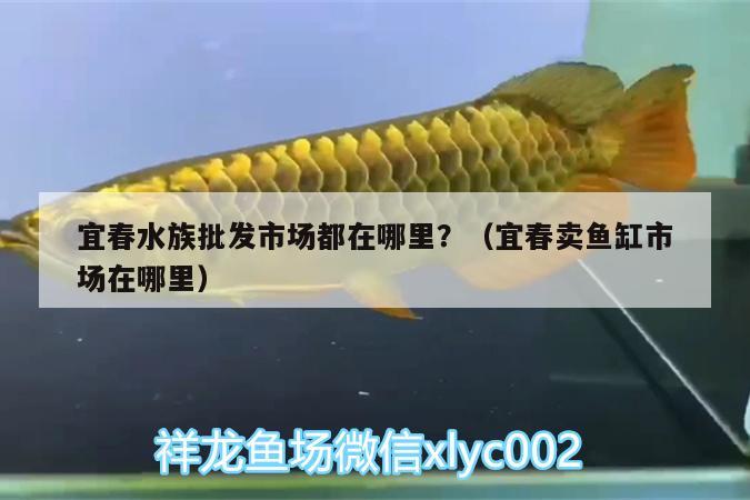 宜春水族批發(fā)市場(chǎng)都在哪里？（宜春賣魚缸市場(chǎng)在哪里）