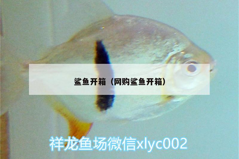 鯊魚(yú)開(kāi)箱（網(wǎng)購(gòu)鯊魚(yú)開(kāi)箱）