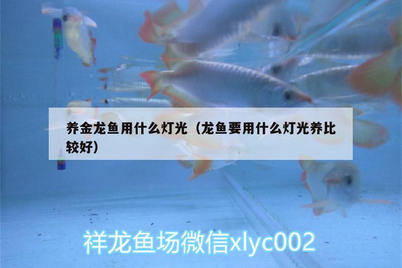 養(yǎng)金龍魚用什么燈光（龍魚要用什么燈光養(yǎng)比較好） 黃金招財貓魚 第2張