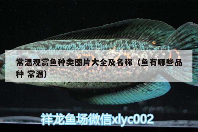 常溫觀賞魚種類圖片大全及名稱（魚有哪些品種常溫） 圣菲埃及魚 第1張