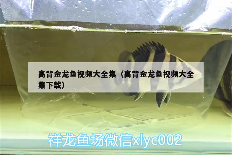 高背金龍魚(yú)視頻大全集（高背金龍魚(yú)視頻大全集下載）