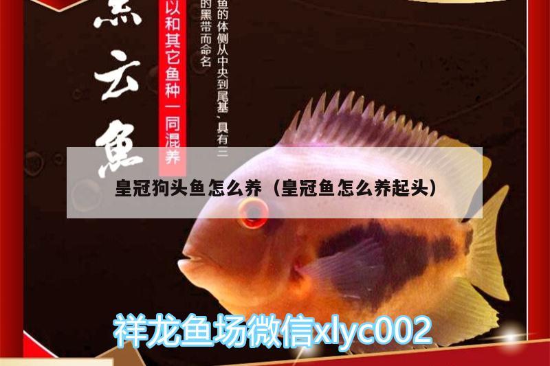 皇冠狗頭魚怎么養(yǎng)（皇冠魚怎么養(yǎng)起頭） 狗頭魚 第3張