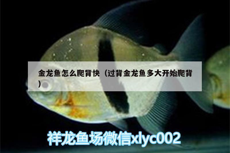 金龍魚怎么爬背快（過背金龍魚多大開始爬背） 金龍魚百科 第3張