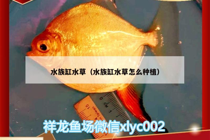 水族缸水草（水族缸水草怎么種植）