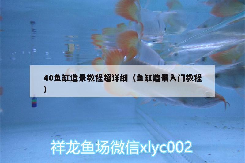 40魚缸造景教程超詳細(xì)（魚缸造景入門教程） 印尼虎苗 第2張