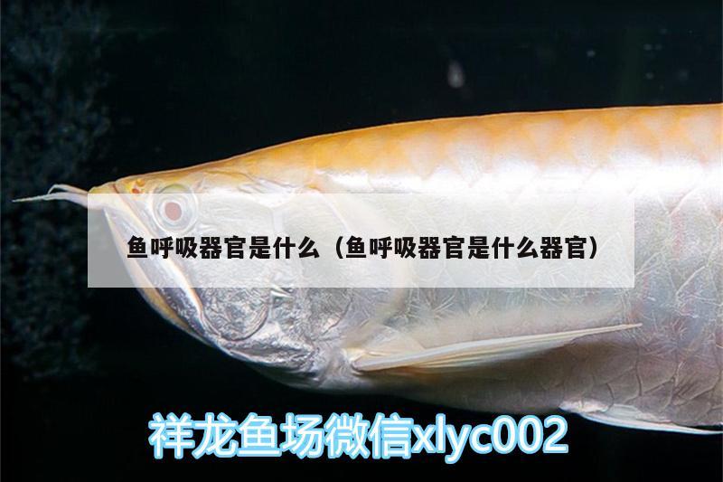 魚呼吸器官是什么（魚呼吸器官是什么器官）