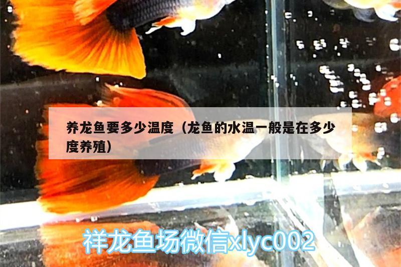 養(yǎng)龍魚要多少溫度（龍魚的水溫一般是在多少度養(yǎng)殖） 野生地圖魚