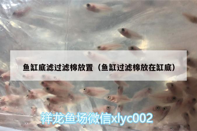 魚缸底濾過濾棉放置（魚缸過濾棉放在缸底） 白子黑帝王魟魚 第1張