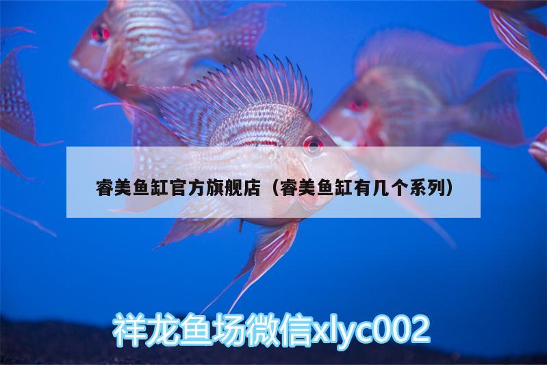 睿美魚缸官方旗艦店（睿美魚缸有幾個系列） 泰龐海鰱魚 第3張