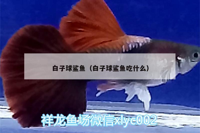 白子球鯊魚（白子球鯊魚吃什么）