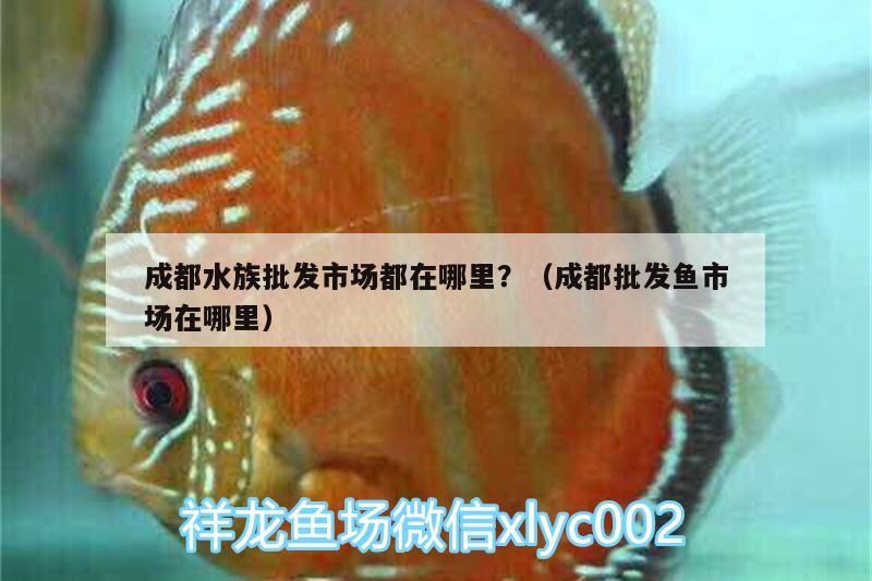 成都水族批發(fā)市場都在哪里？（成都批發(fā)魚市場在哪里） 觀賞魚水族批發(fā)市場 第3張