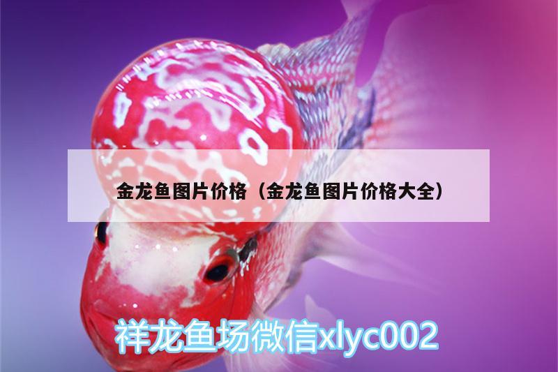 金龍魚圖片價格（金龍魚圖片價格大全） 狗仔招財貓魚 第1張