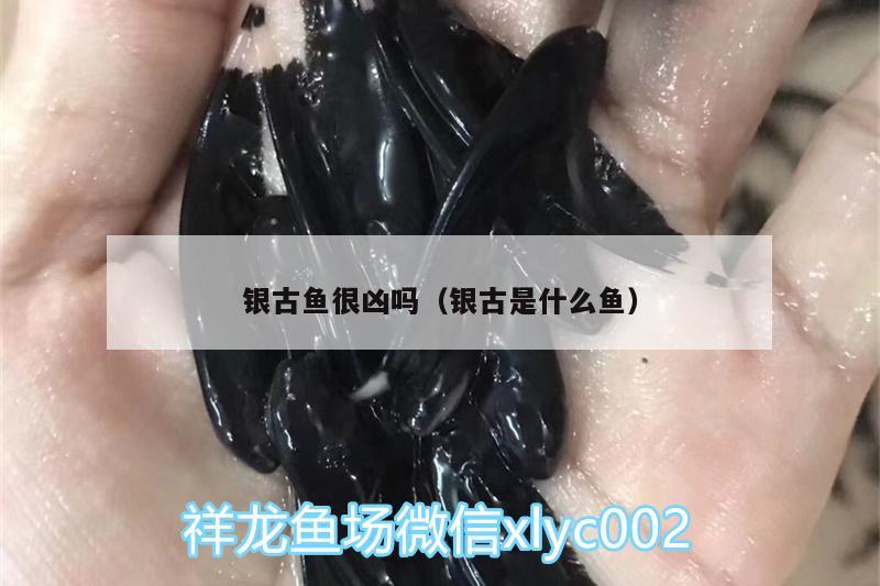 銀古魚很兇嗎（銀古是什么魚）