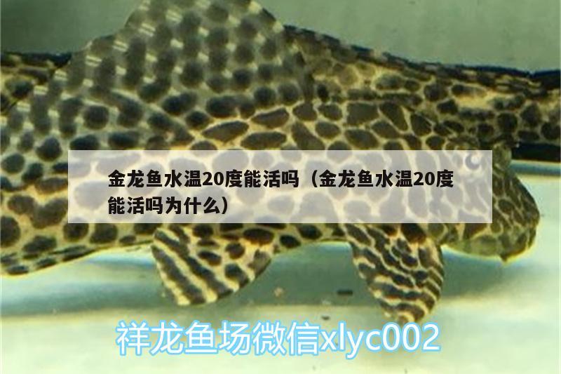 金龍魚水溫20度能活嗎（金龍魚水溫20度能活嗎為什么） 飛鳳魚苗 第1張