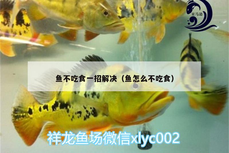 魚(yú)不吃食一招解決（魚(yú)怎么不吃食） 錦鯉池魚(yú)池建設(shè)